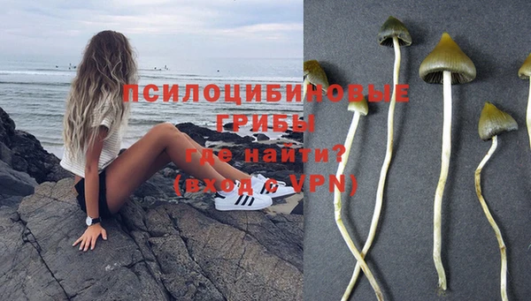 сатива Бородино